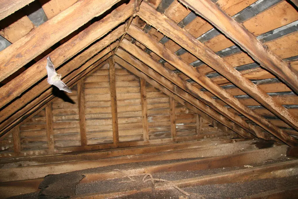 bat inventory and monitoring