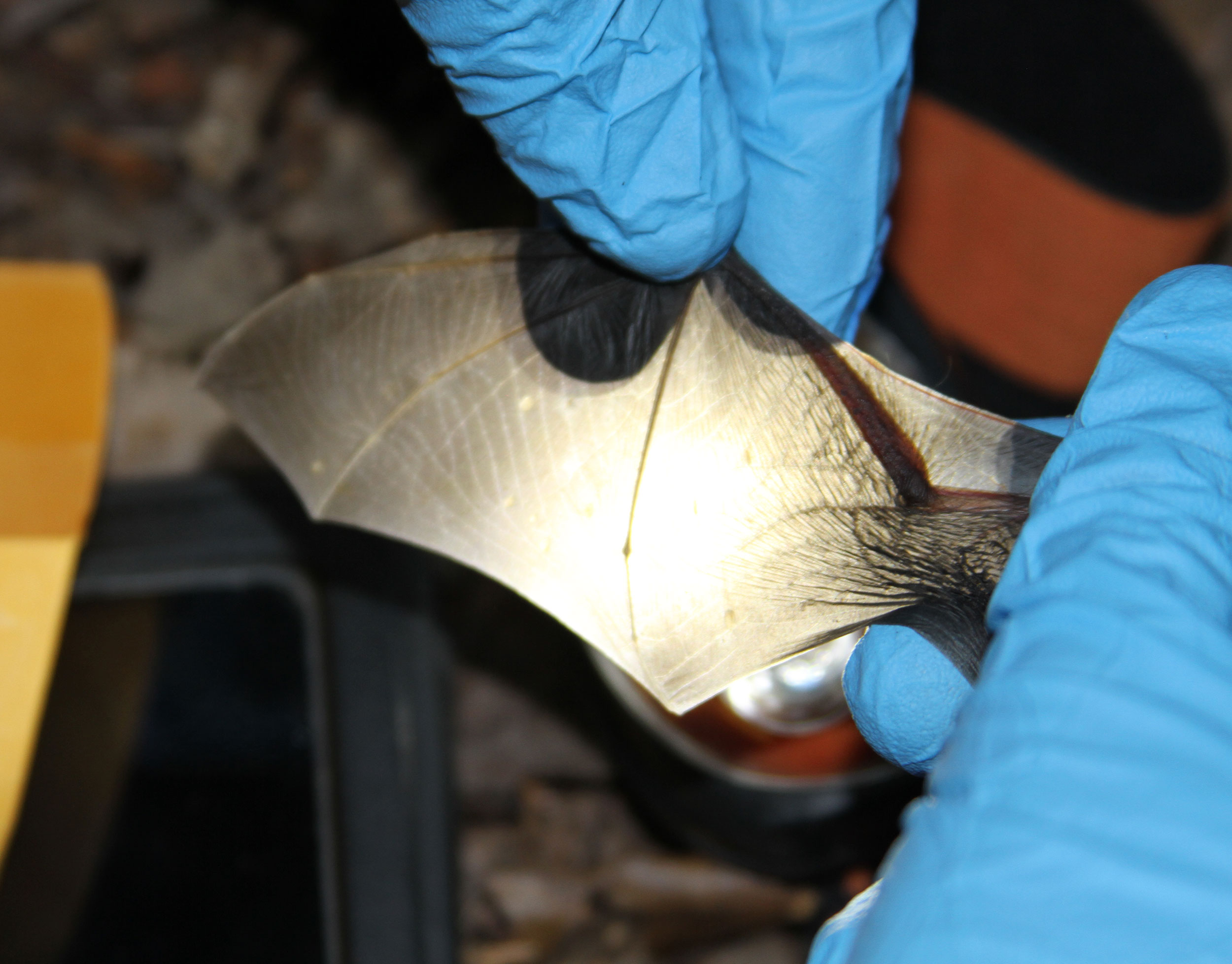 As Bats Vanish, Biologists Race to Understand Them - Moonrise ...